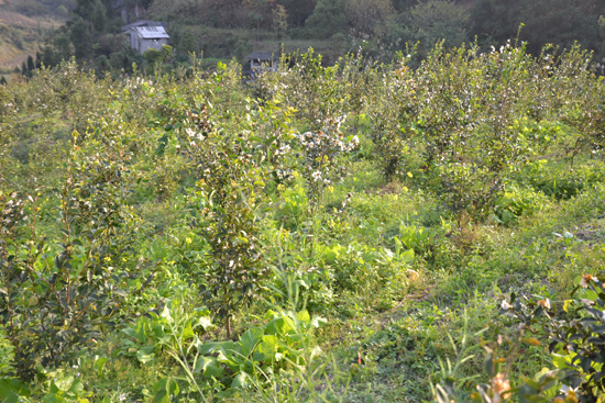 油茶种植基地 - 广西中科群源农林科技有限公司